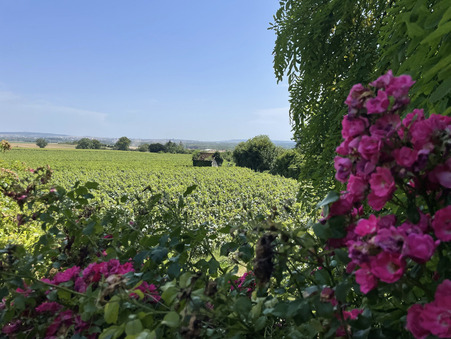 à vendre Villa de prestige Marne 690 000 €