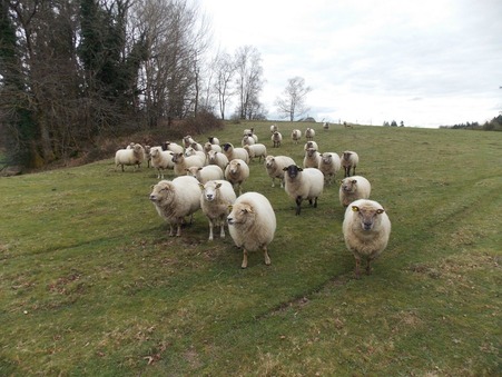 Vente Corps de ferme d’exception Haute vienne 530 000 €