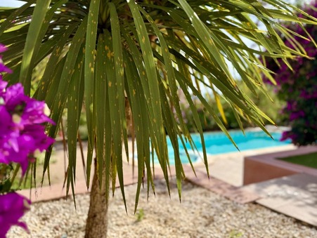 Vente Villa de qualité Leucate 870 000 €