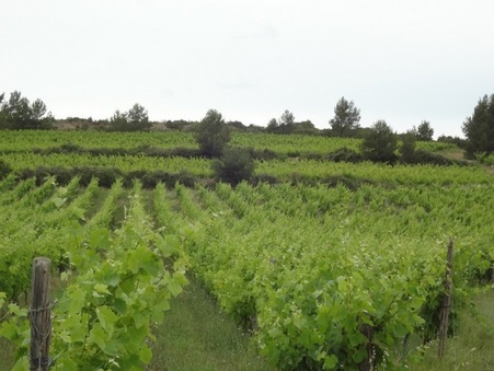 Propriete de prestige Lezignan corbieres 802 500 €